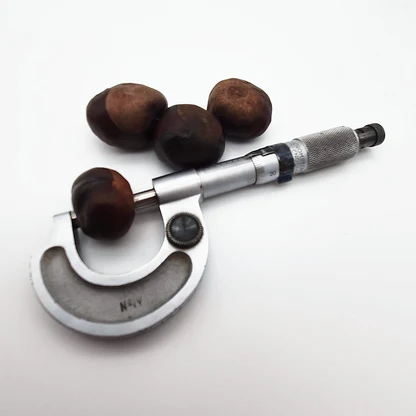 A conker being measured in a micrometer, with other conkers beside it.